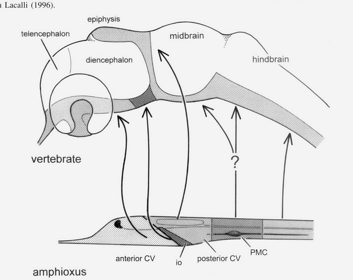 Do lancelets have telencephalons?